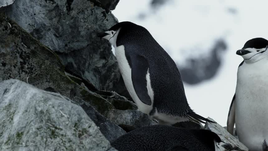 A penguin shakes its head