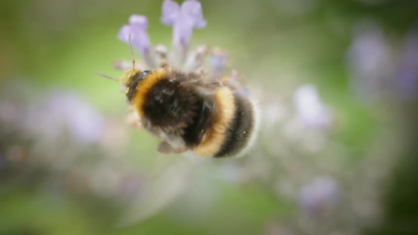 A bee pollinates a flower