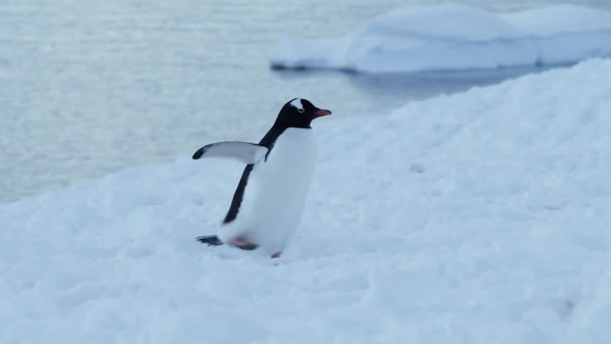 A penguin waddles in the snow