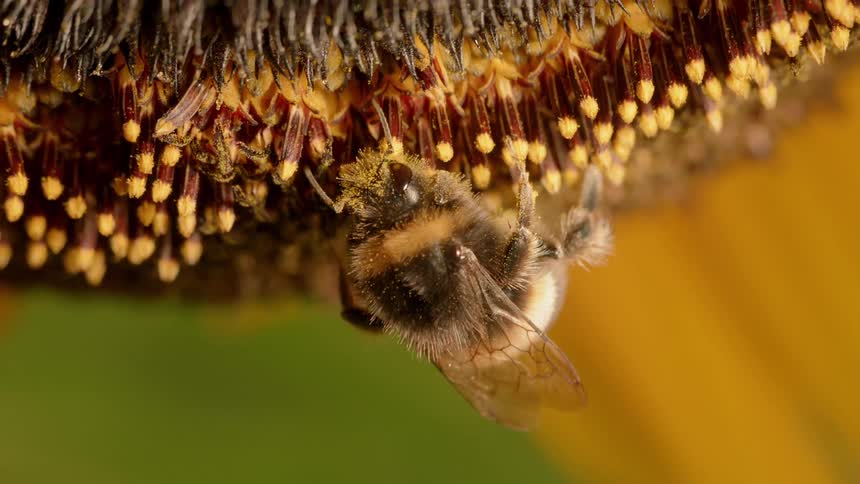 Bee gathers pollen on a large flower