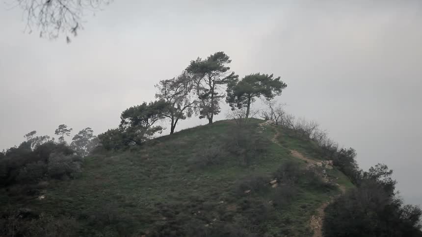 Trees stand tall on top of a grassy hill