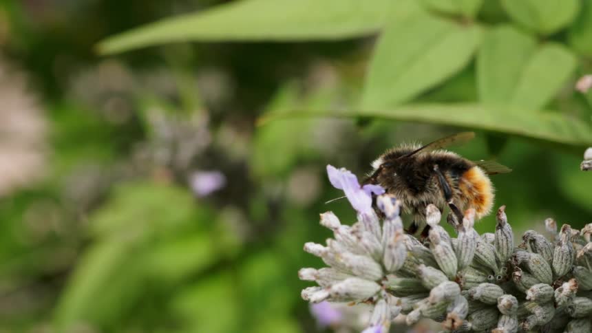 A bee lands on a flower