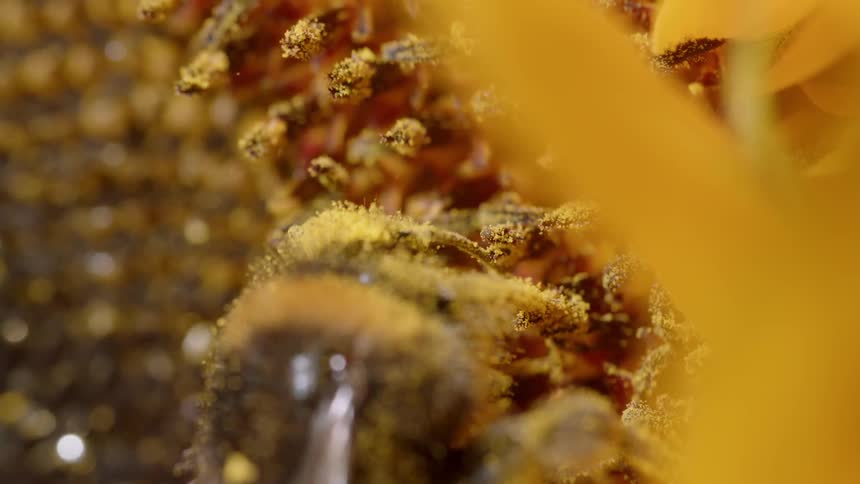 A bee pollinates a flower