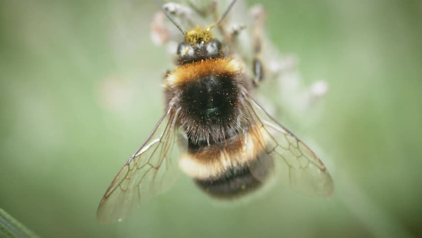 A bee gathers pollen from a flower