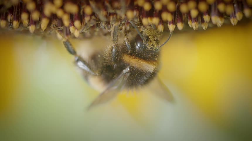 A bee gathers pollen from a flower