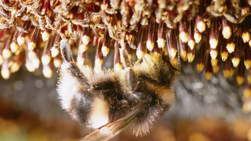 A bee hangs upside down from a flower as it drinks