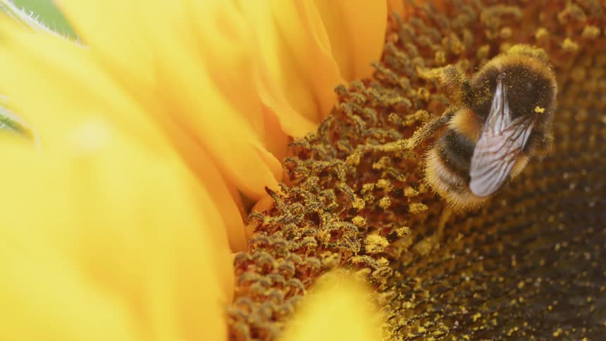 A bee is harvesting pollen from a flower outside in daylight
