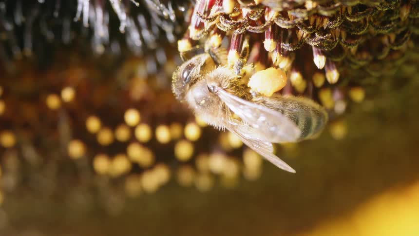 A bee pollinates a flower