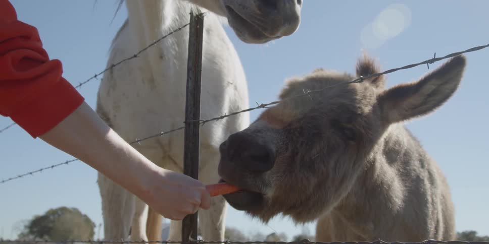 Person feeds a carrot to a donkey through a fence