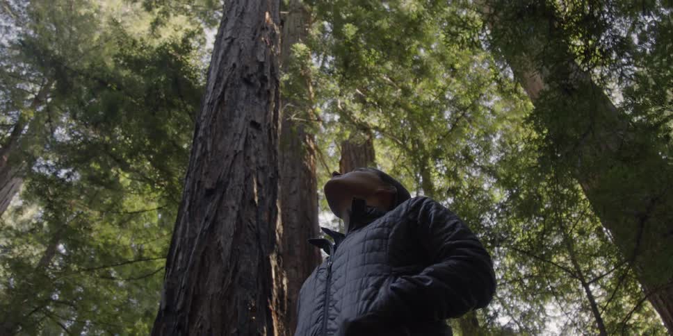 A woman looks up at tall trees in the forest