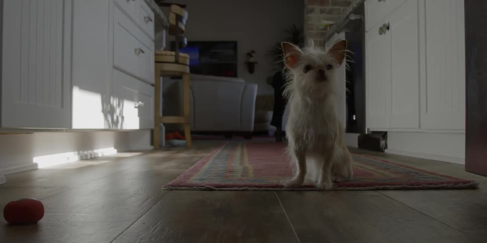 Small dog sitting on a rug in a kitchen