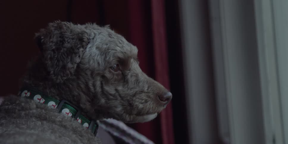 A dog is sitting in thought inside a room