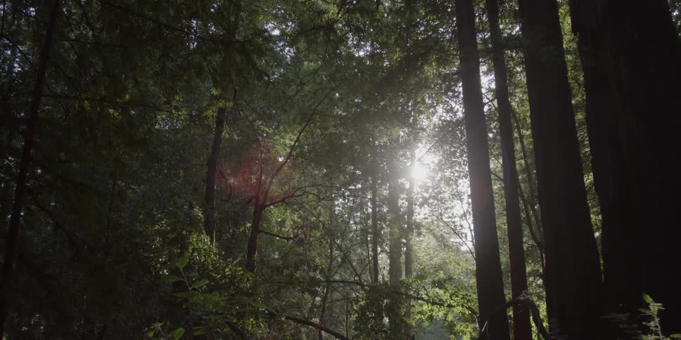 Sun shines through the trees in a forest