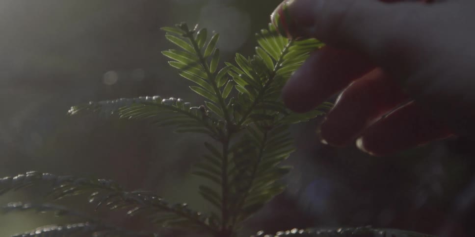 A hand touches the leaves of a plant