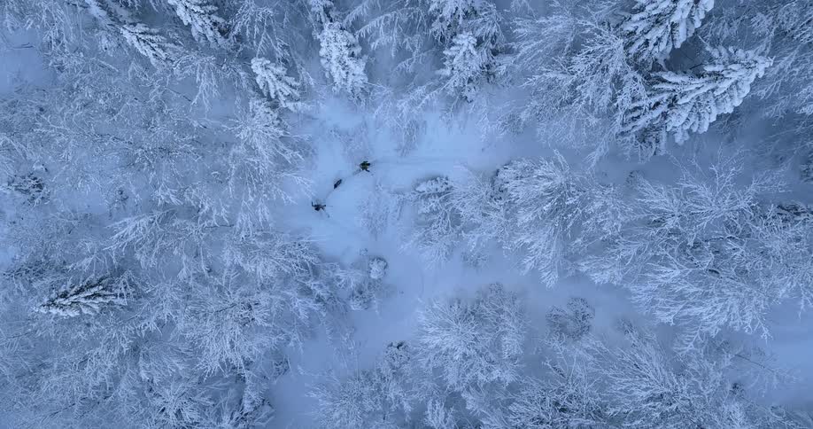 Hikers walk in a snowy forest