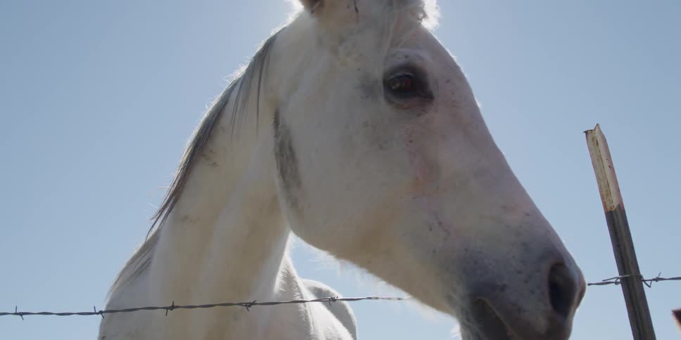 A horse stands next to a barbed wire fence