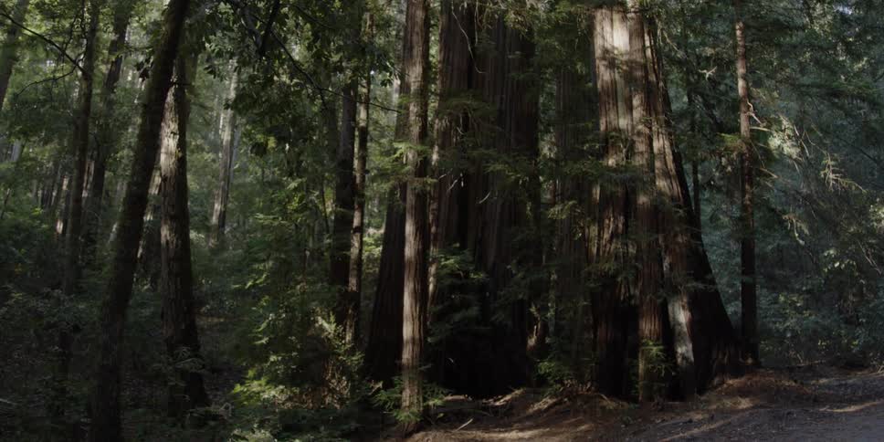 Shadow and light are playing on a stand of redwood trees in a forest