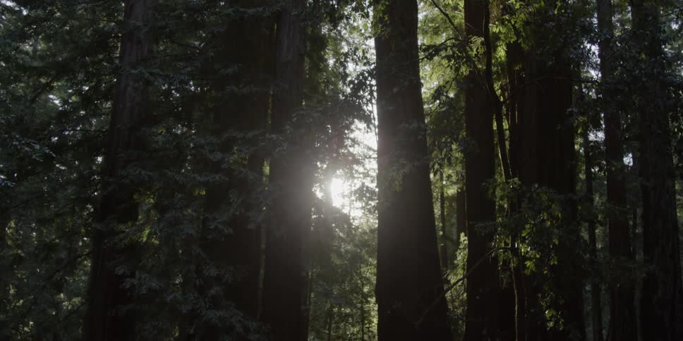Sunlight shines through forest trees