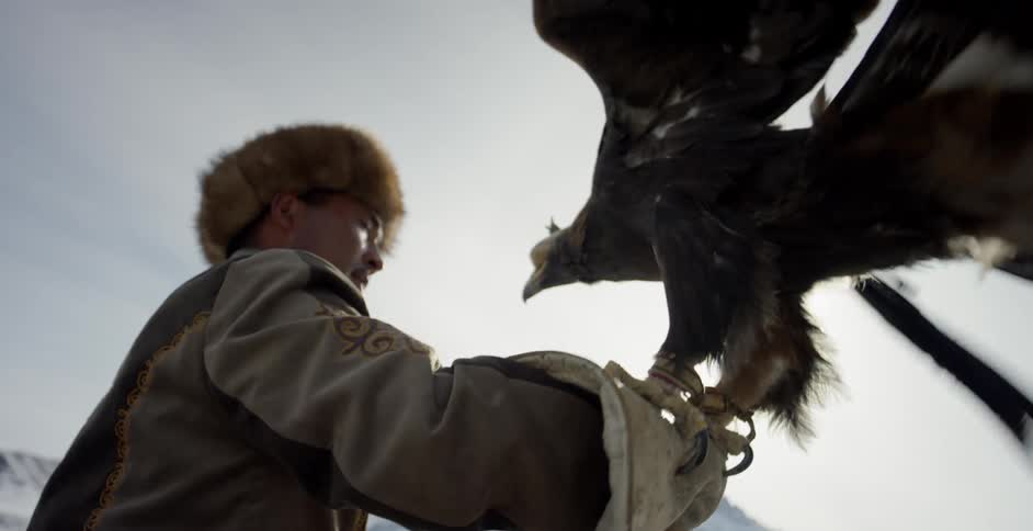 A hunter holds his arm up as a hooded golden eagle settles
