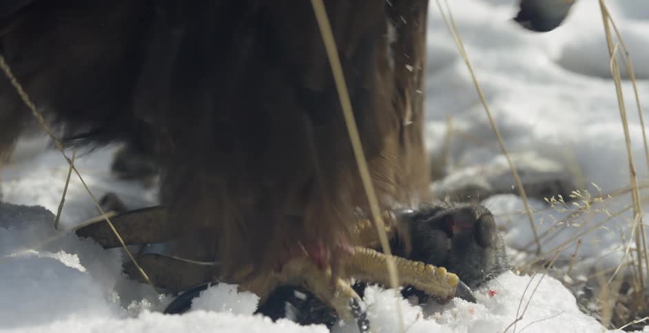 A large bird eats the carcass of a dead animal