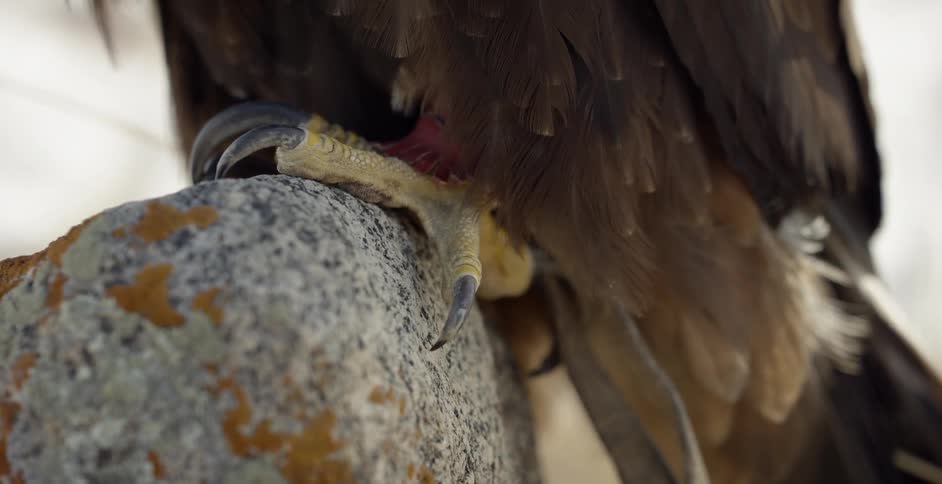 Bird's claws grip onto a rock