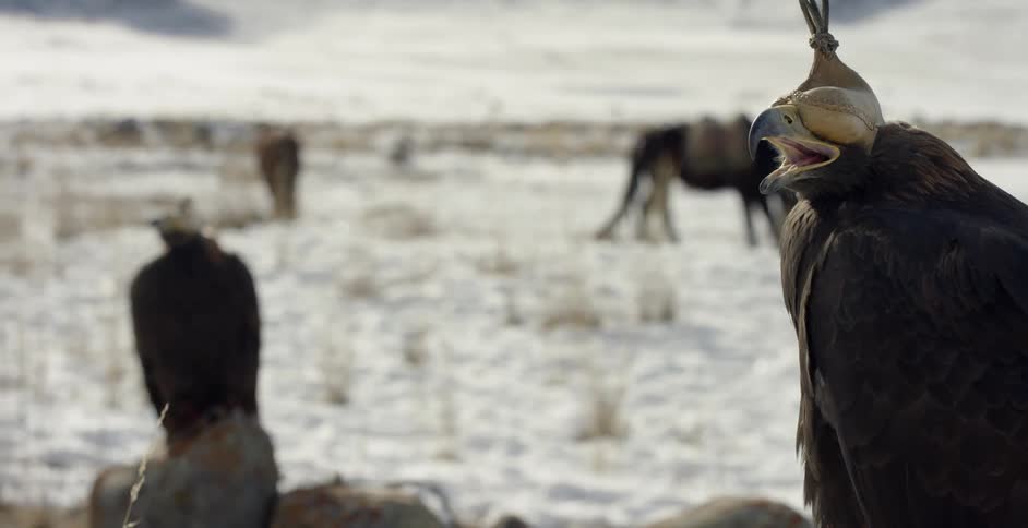 Hooded golden eagles are perched on rocks near grazing horses