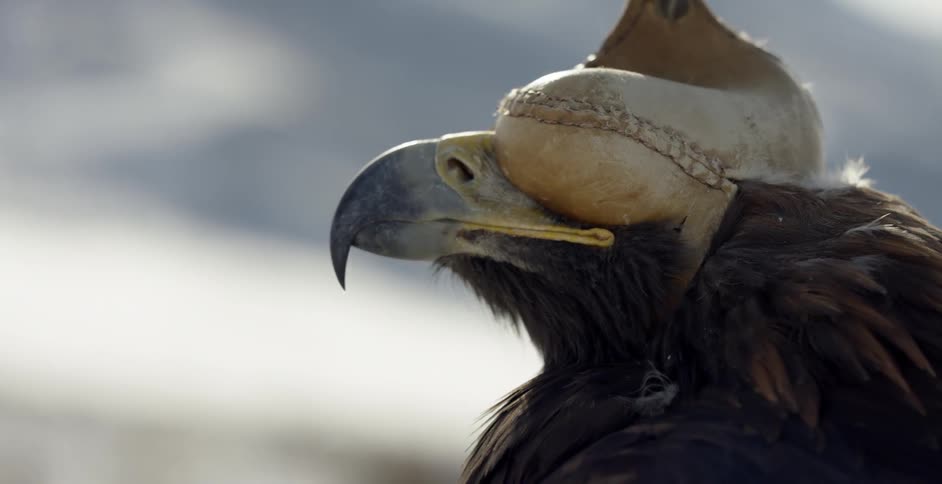 A large bird has its eyes covered by a mask