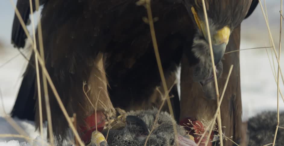 A bird of prey eats a carcass