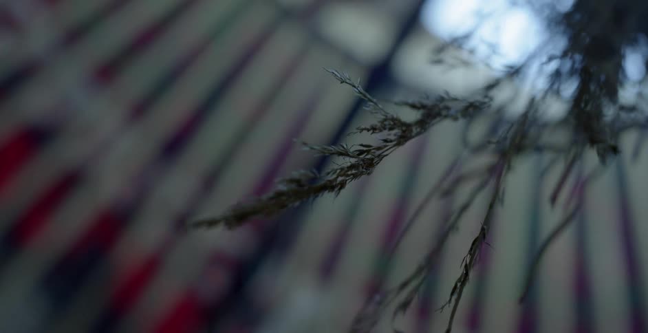 Pine branches sway gently in the breeze