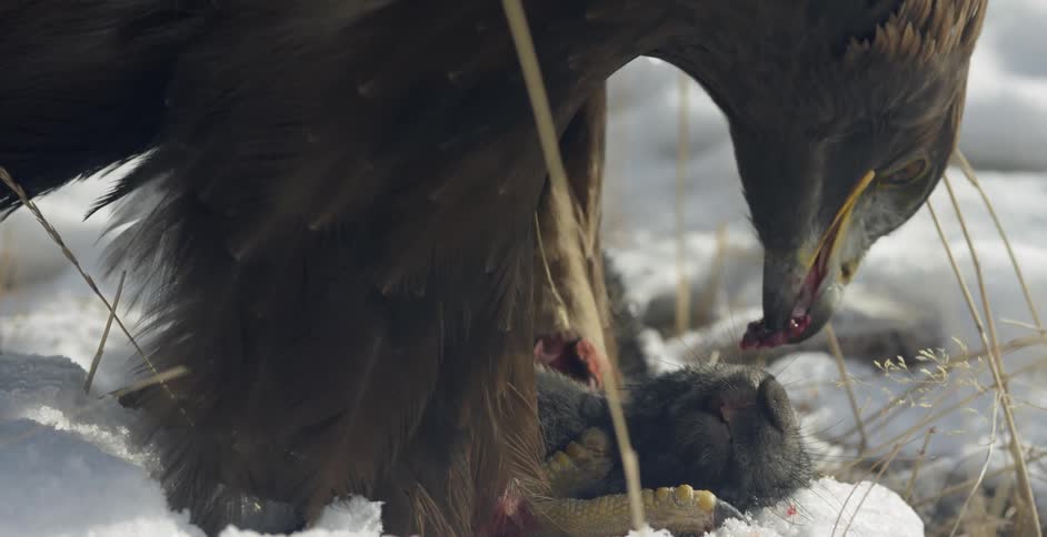 A large bird eats the carcass of a dead animal