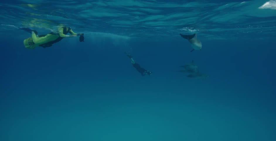 Divers swimming amongst dolphins playfully