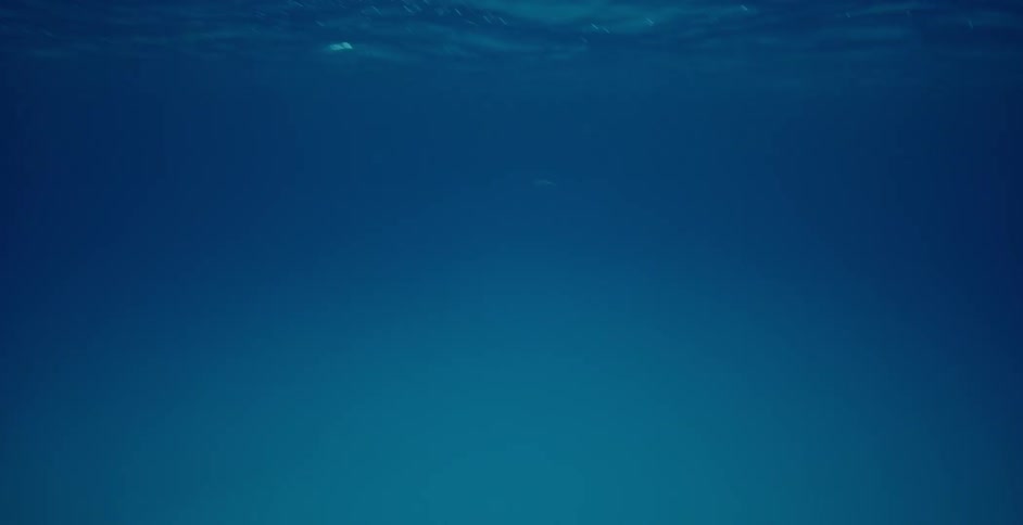 Sharks swim near the surface of the water