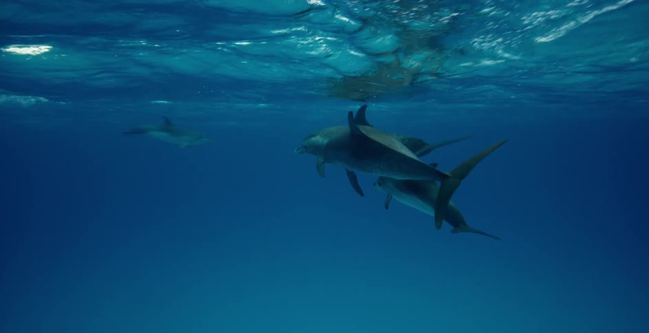 Dolphins swimming just below the surface