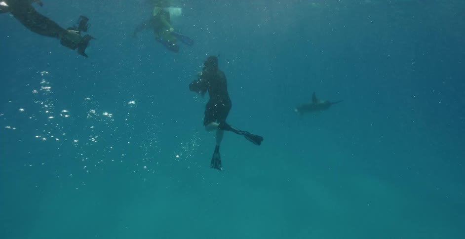 Diver swims with various sea creatures underwater