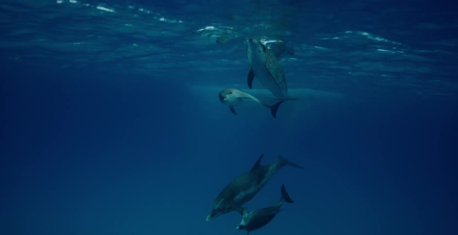Dolphins swim in the ocean