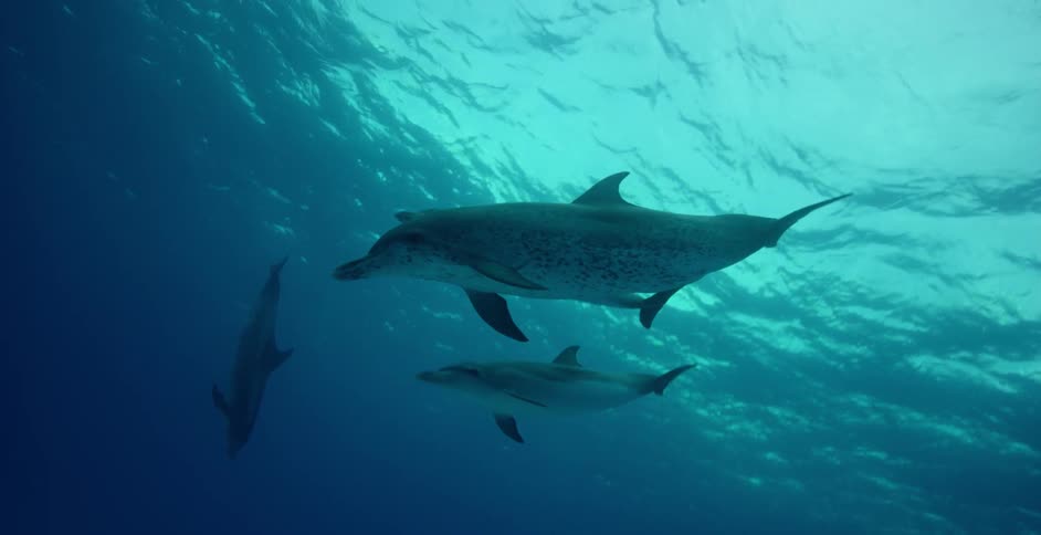 Four sharks swim near the ocean surface