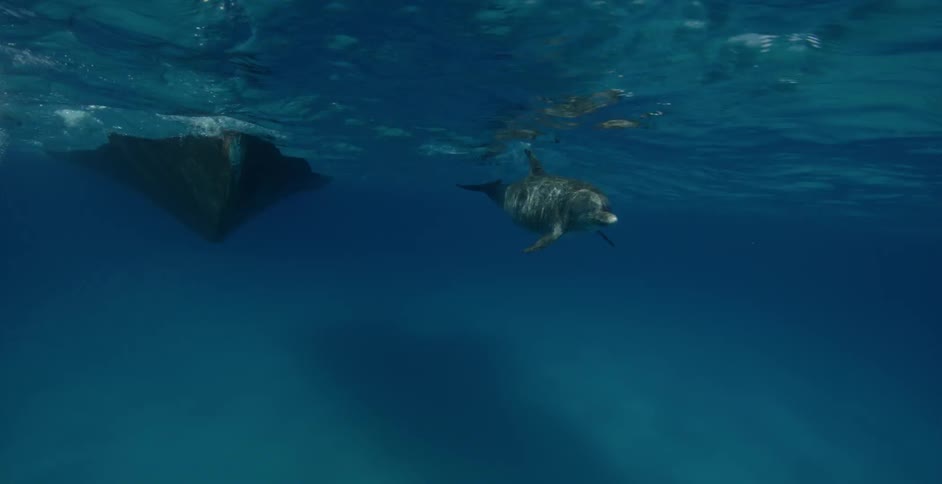 A dolphin is swimming near the prow of a boat in daylight