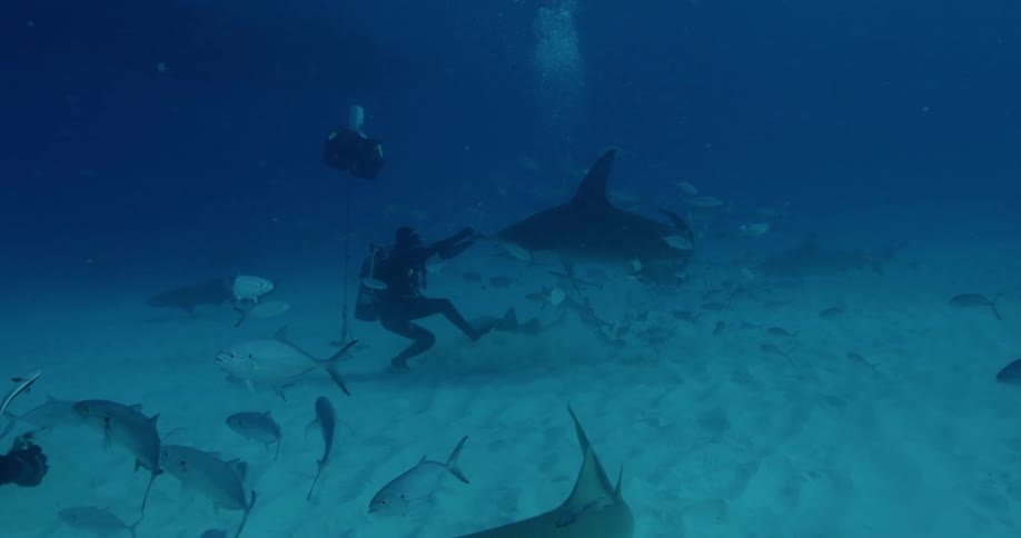 Underwater diver swims near a shark and many fish