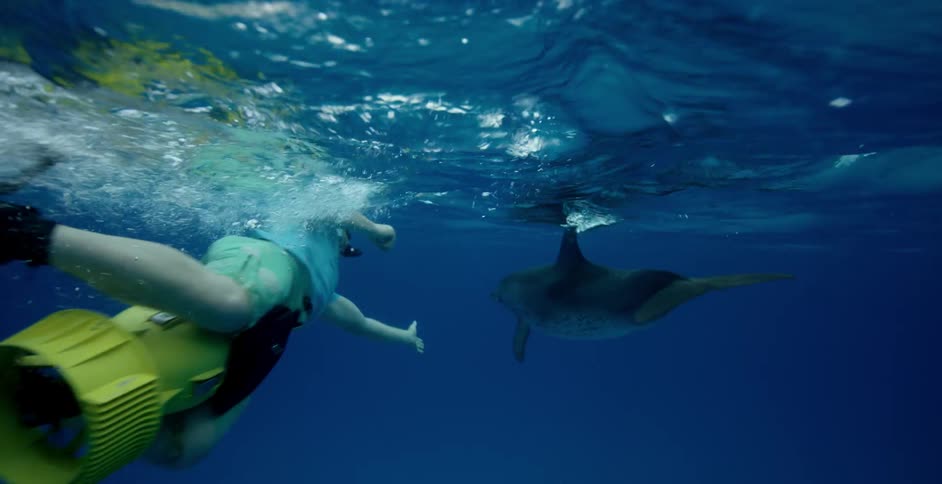 A person swims with a spotted dolphin