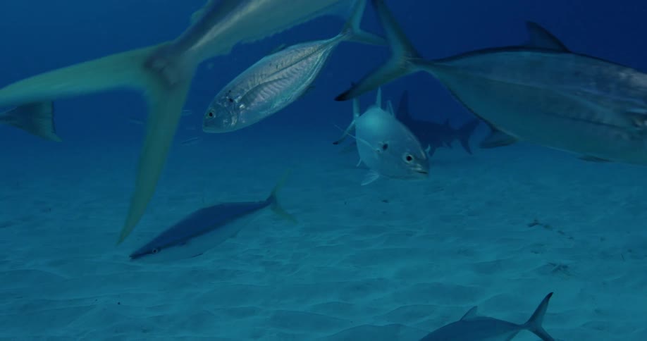 Fish swim with a shark at the bottom of the ocean