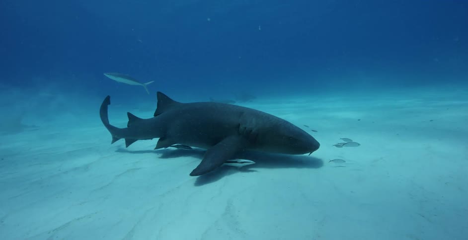 Shark swims near the ocean floor surrounded by small fish