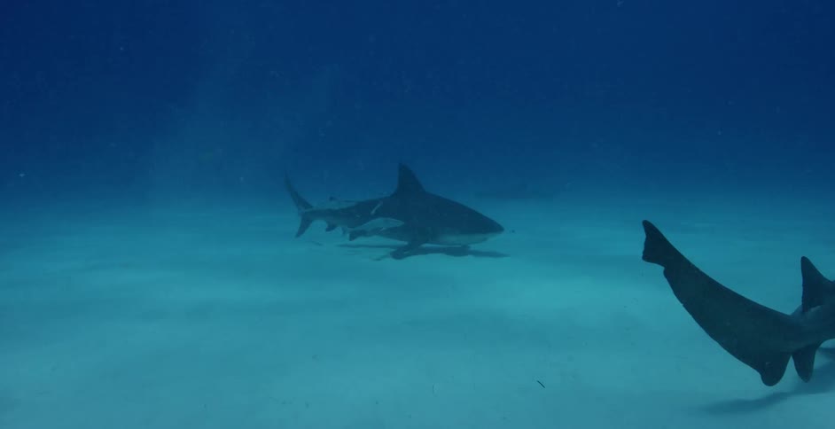 The shark moves with a smaller fish on top