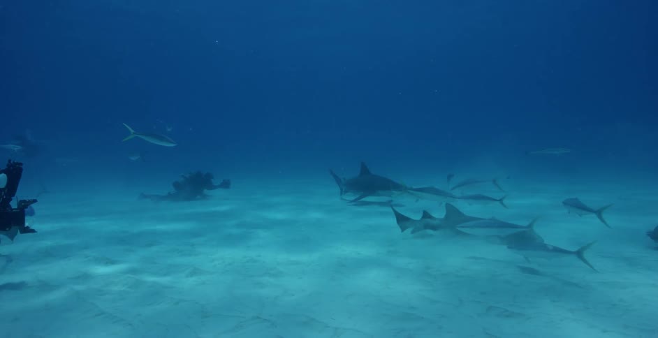 A scuba diver films sharks and fish