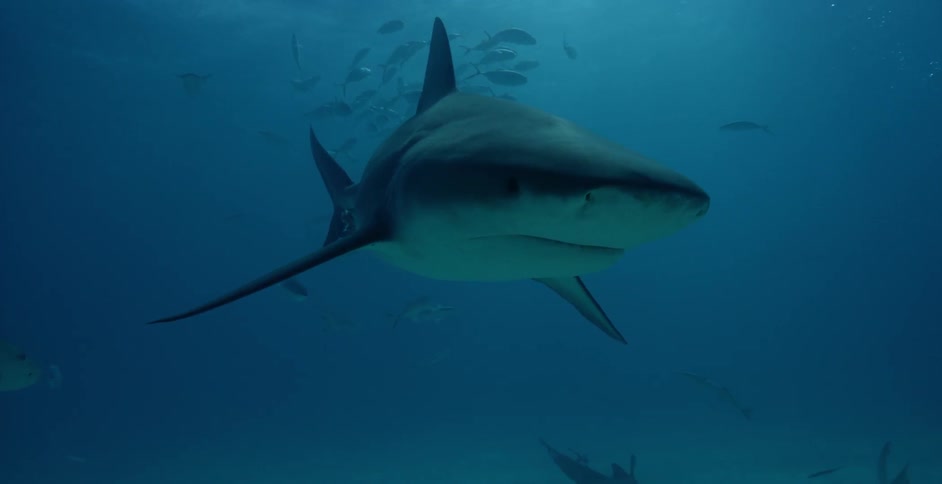Divers float around photographing the sharks and fish