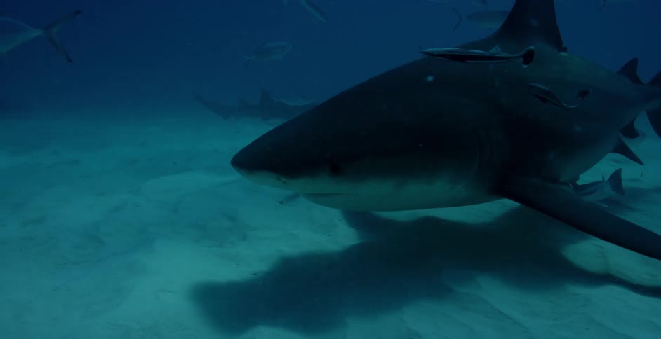 Shark swims near the ocean floor surrounded by small fish