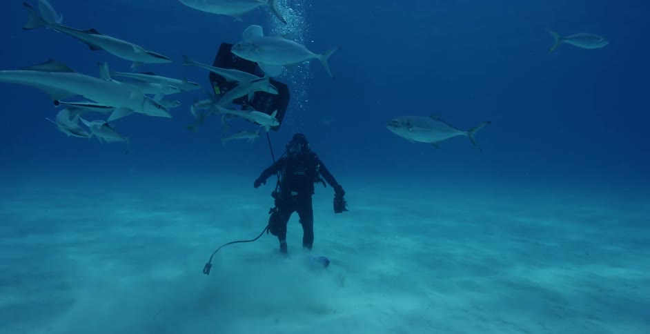 Underwater diver swims near many fish