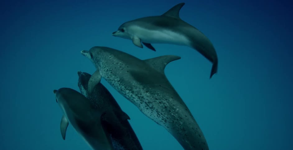 Dolphins swim in the ocean