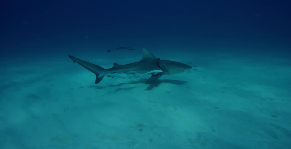 The shark moves while other fish follow
