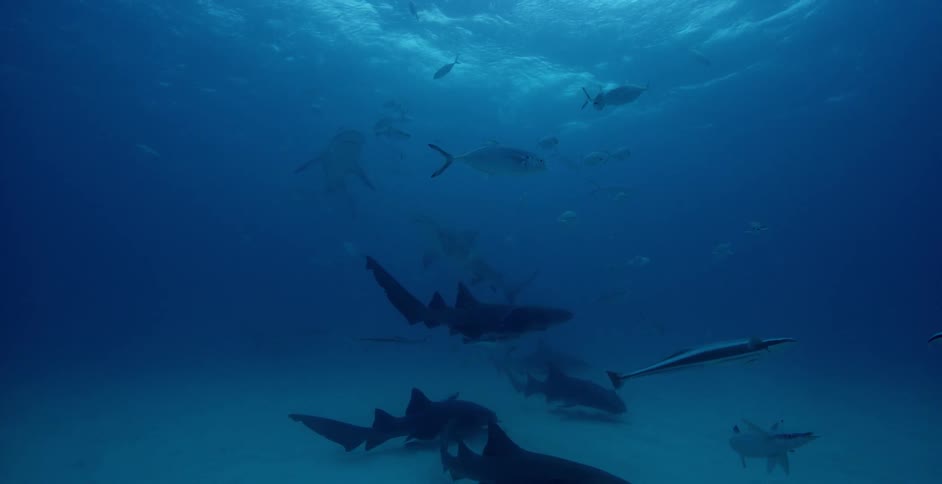 Many sharks swim in the ocean