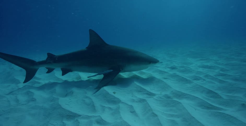 The large shark moves fast over the sand